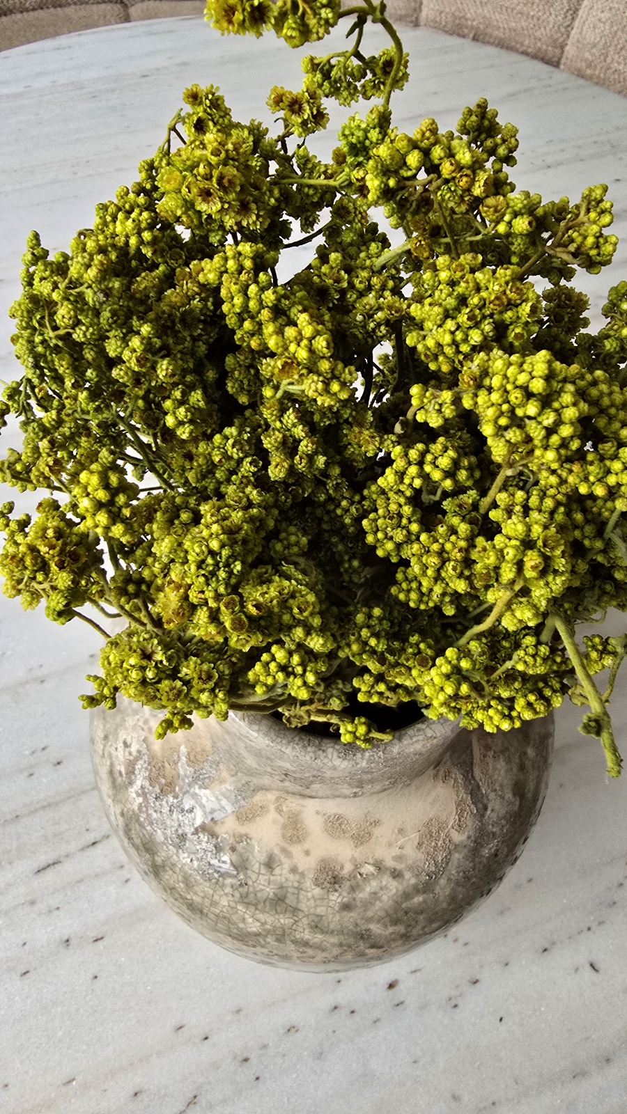 crispum basil grün getrocknet trockenblumen im mrs greenery Shop bestellen kaufen naturdeko