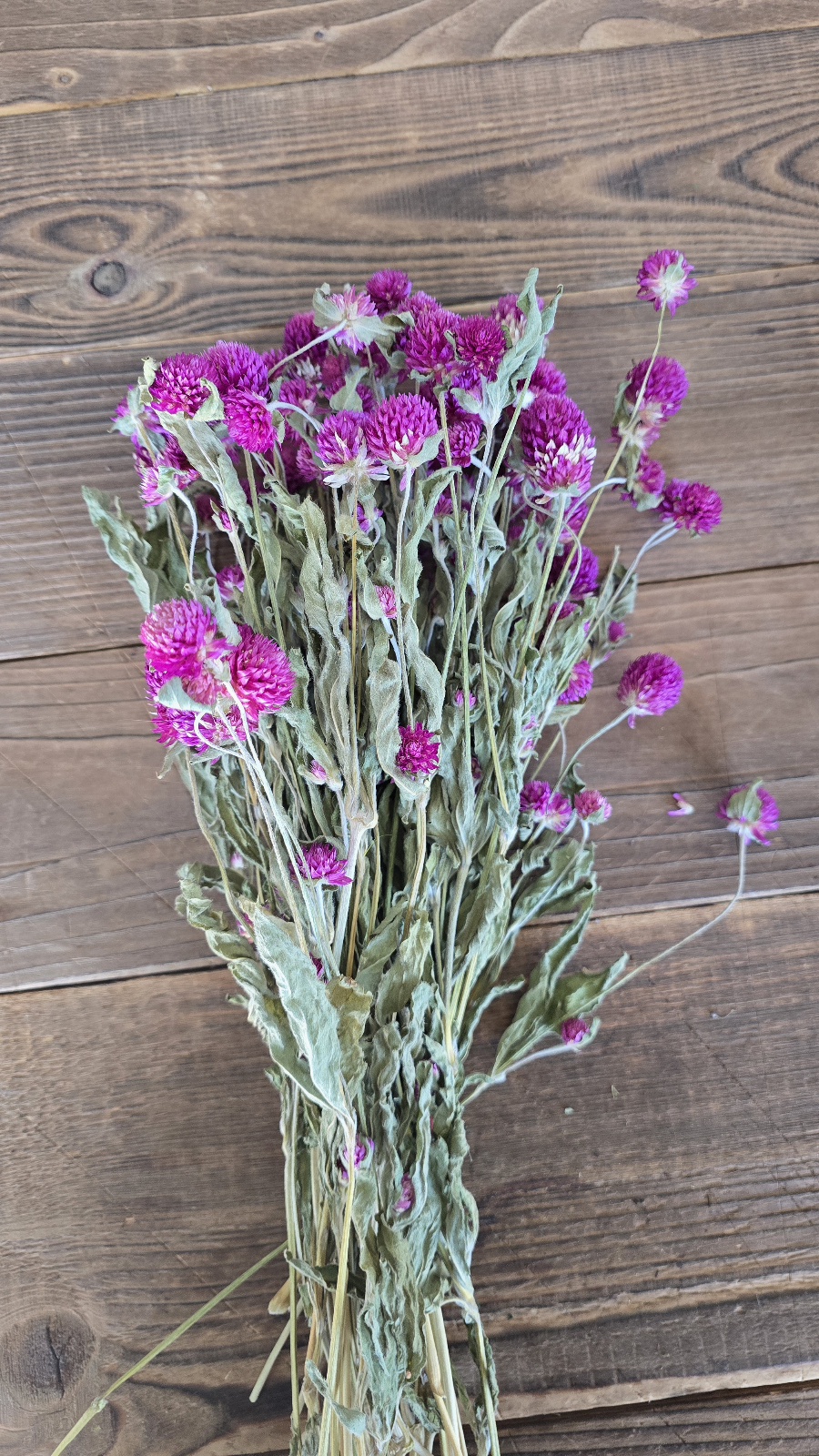 gomphrena kugelamaranth getrocknet trockenblumen im mrs greenery Shop bestellen kaufen naturdeko