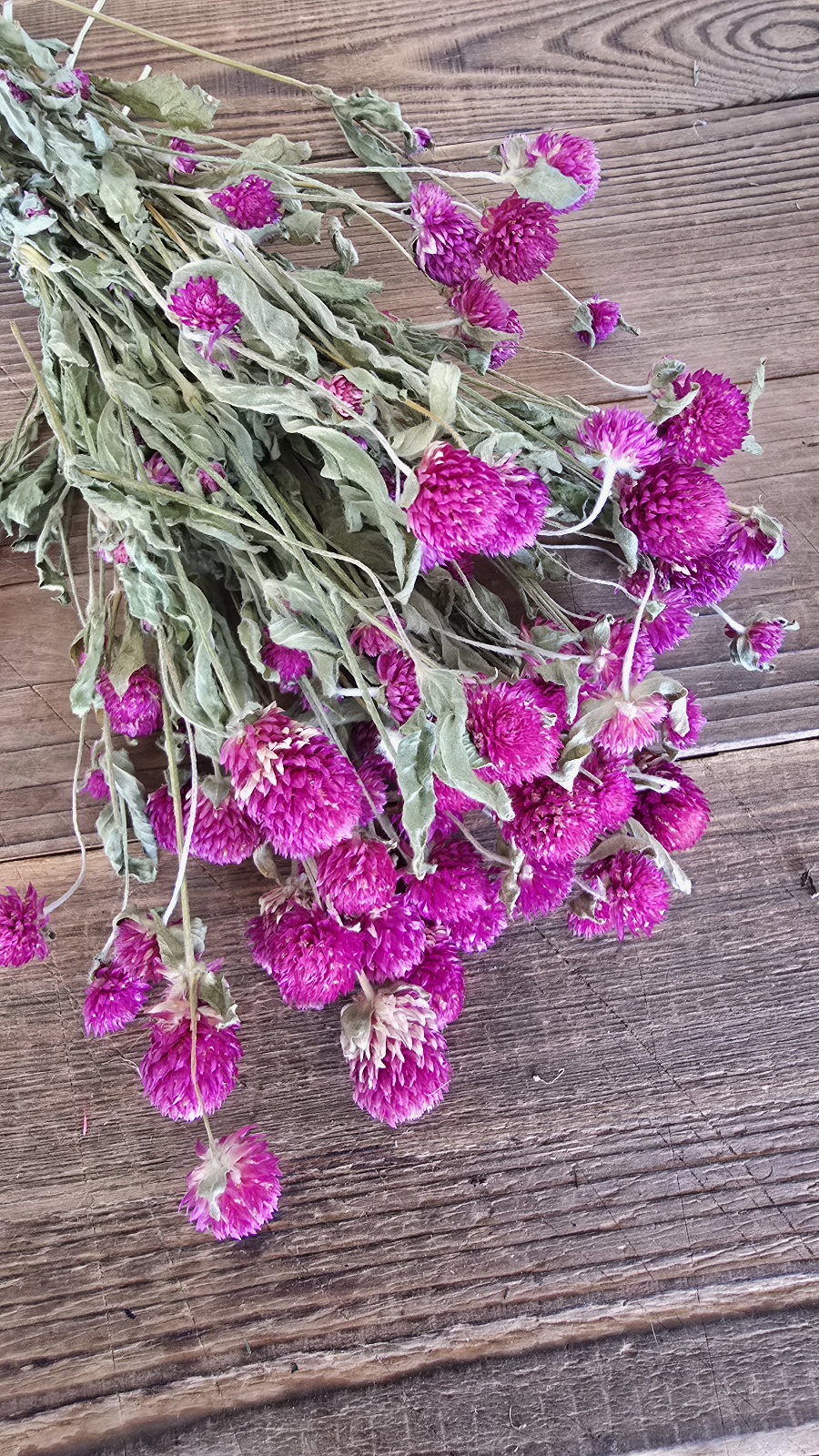 gomphrena kugelamaranth getrocknet trockenblumen im mrs greenery Shop bestellen kaufen naturdeko
