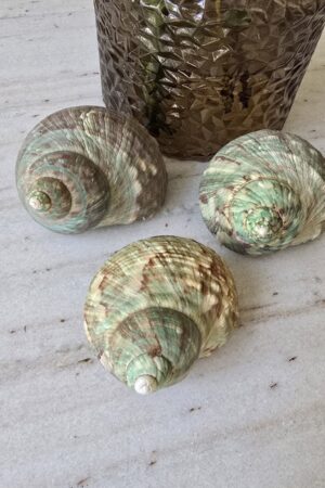 Schnecke Schneckenhaus türkis Naturdeko im Mrs Greenery Shop