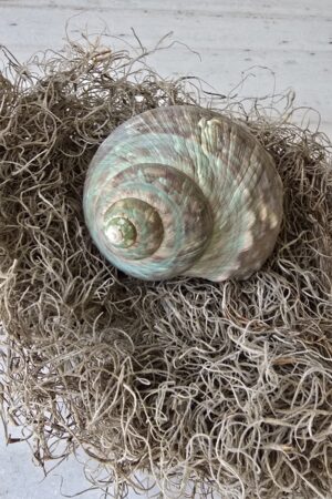 Schnecke Schneckenhaus türkis Naturdeko im Mrs Greenery Shop