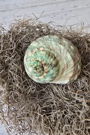 Schnecke Schneckenhaus türkis Naturdeko im Mrs Greenery Shop