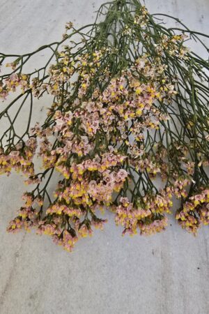 strandflieder limonium frische orange gelb im Mrs Greenery Shop bestellen kaufen