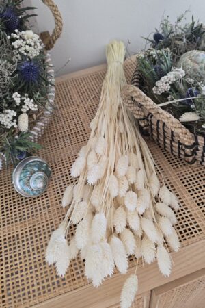 Lagurus Trockenblumen weiss im Mrs Greenery Shop kaufen bestellen