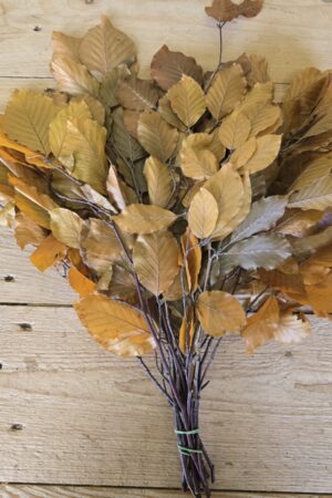 Buchenzweige konserviert Herbstlaub Blätter Laub Herbstdeko Sommerdeko im Mrs greenery shop bestellen kaufen